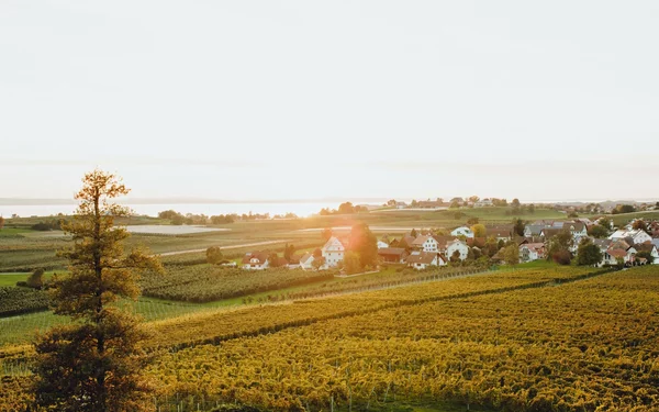 Weingut Schmidt am Bodensee, Foto: www.medienagenten.de