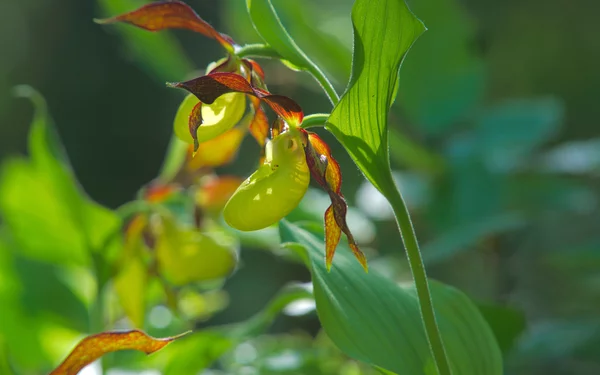 Gelbe Frauenschuh, Foto: VGN Ulrich Büscher