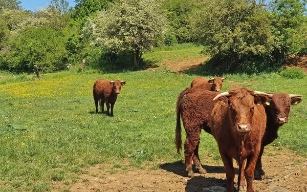 Weiderinder neben dem Weg, Foto: Katja Schumann