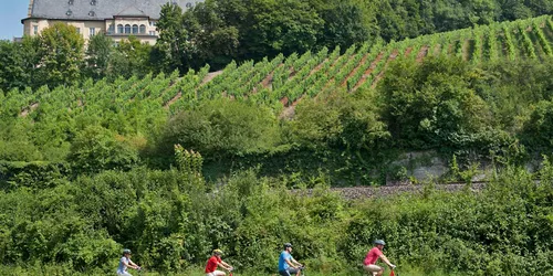 Radfahren am Main vorbei an Schloss Mainberg und Weinbergen, Foto: A. Hub