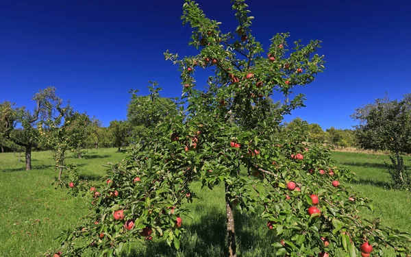 Burgbernheim, Streuobstwiesen., Foto: Uwe Miethe