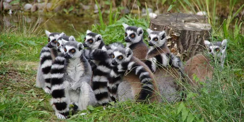 Tiere im Zoo Augsburg