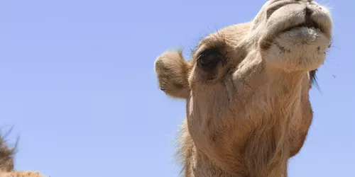 You'll be sure not to have the hump when riding one of these magnificent creatures