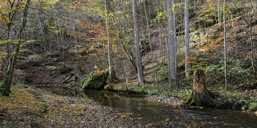 Bäume und Lichtung auf Wanderweg Maisinger Schlucht