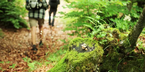 Leute laufen durch den Wald