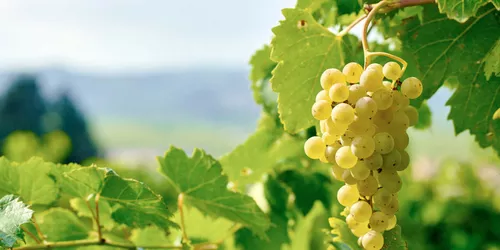 A Franconian vineyard panorama – the “terroir f” lookout point in Iphofen