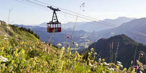 Alpine flowers on the Walmendingerhorn