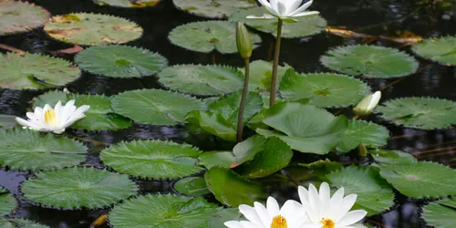 The Botanical Garden in Augsburg